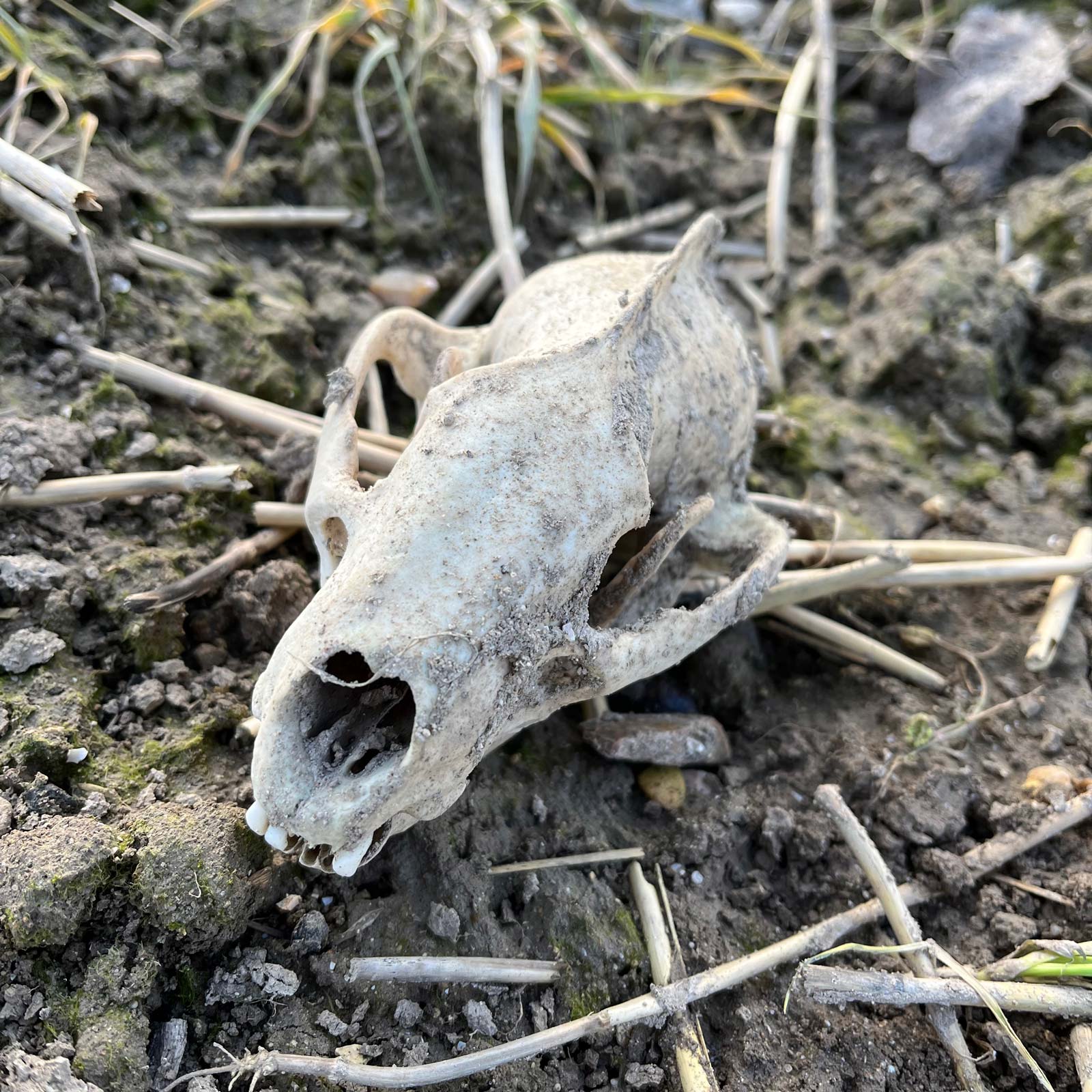 Badger Skull