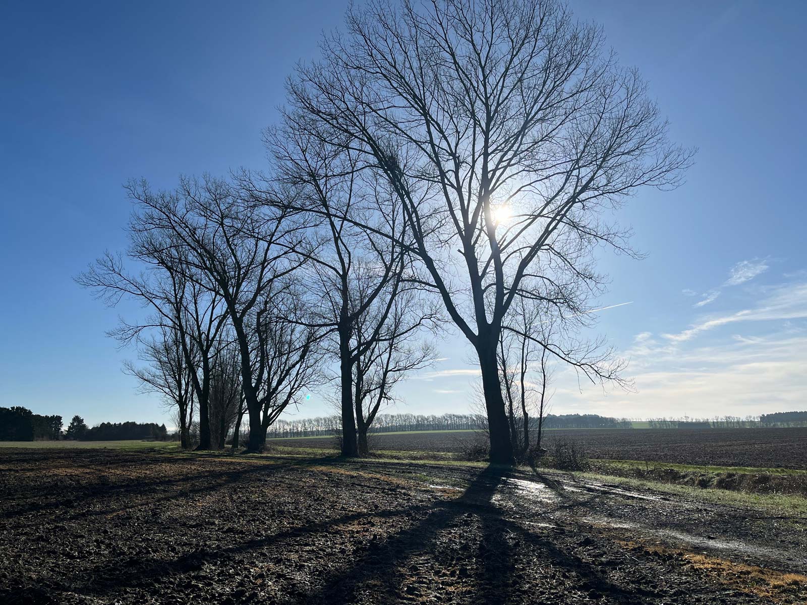 Trees