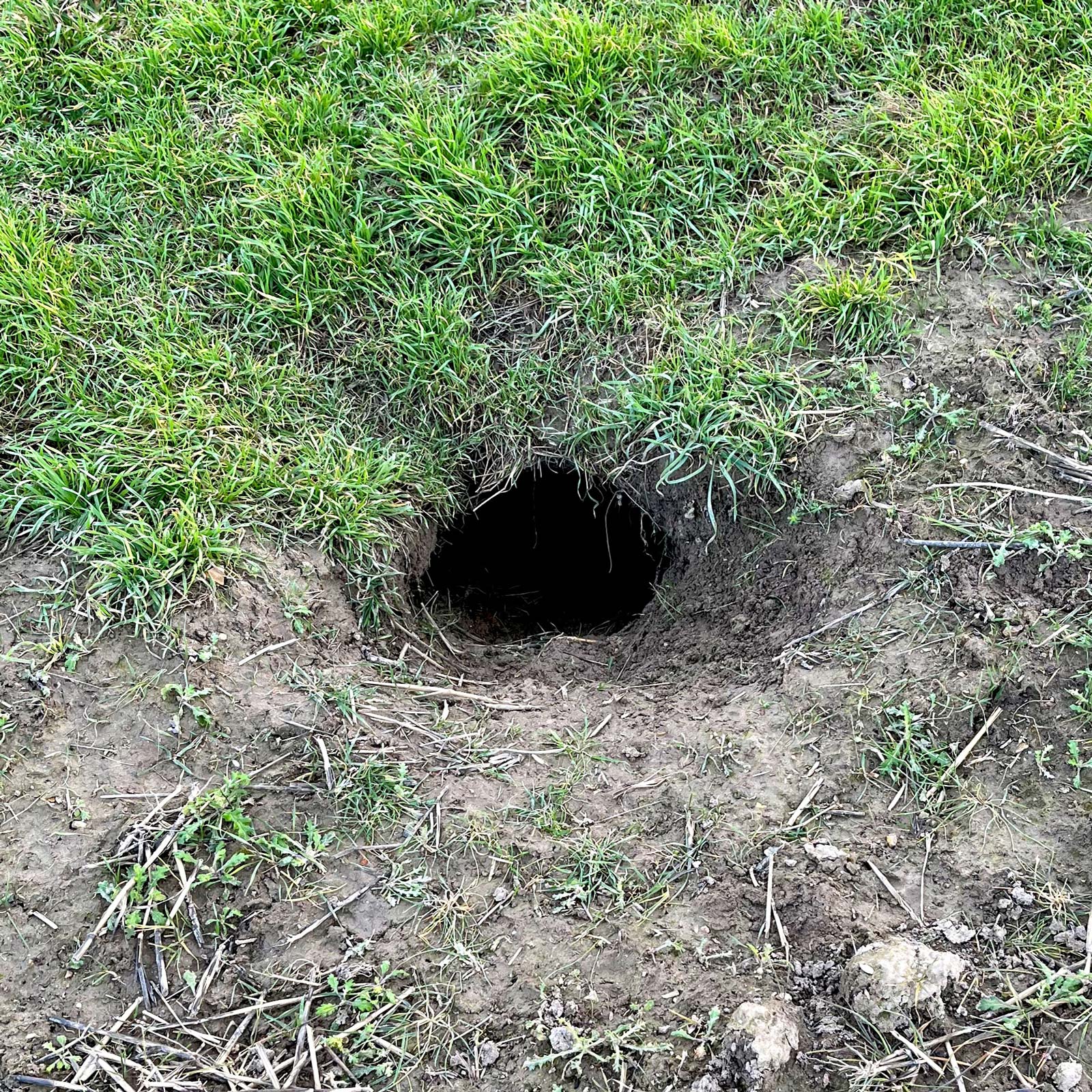Badger Hole